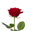 Розы